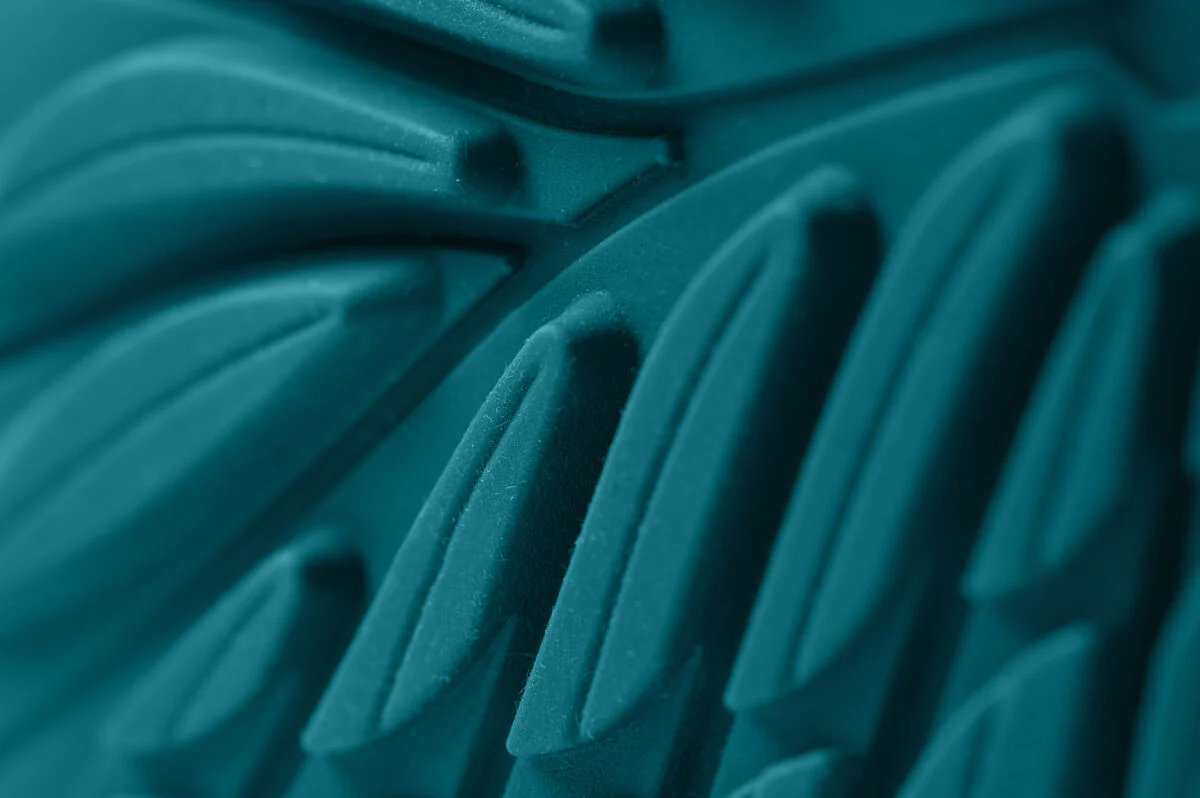Ranidae ocean - Image 7